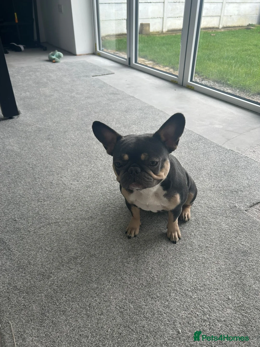 French Bulldog dogs for sale: Two French bulldogs in St. Neots - Advert 5