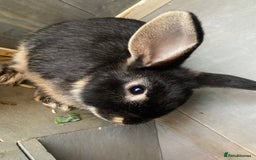 Mixed Breed rabbits for sale: 2 male bunnies ready to go - Image 2
