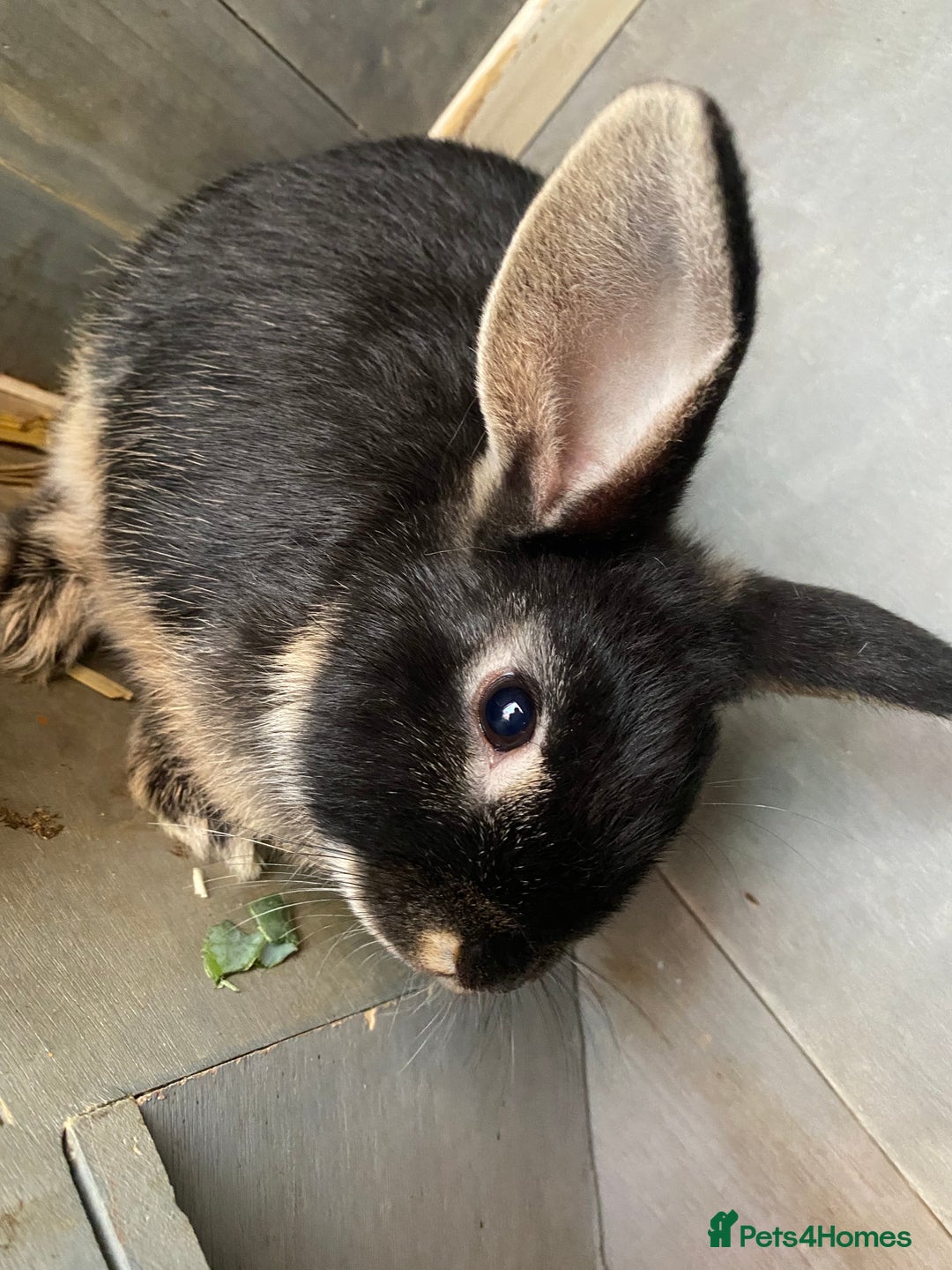 Mixed Breed rabbits for sale: 2 male bunnies ready to go - Image 2