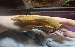 Gecko reptiles for sale: CRESTED GECKO BABIES  - Image 3