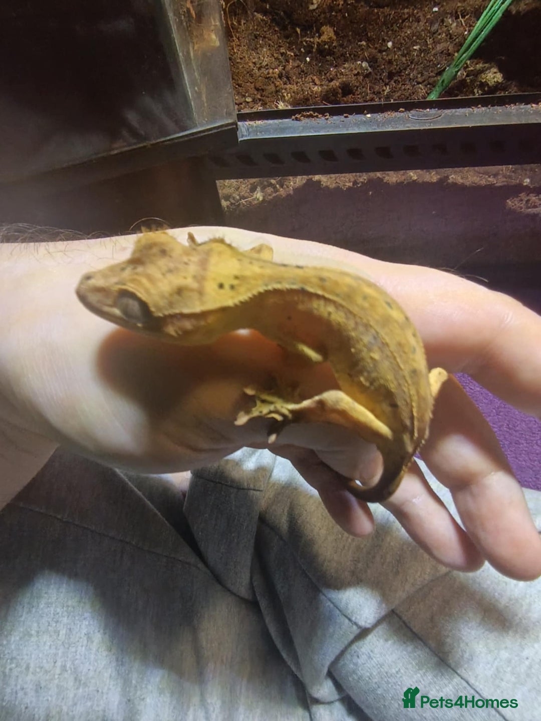 Gecko reptiles for sale: CRESTED GECKO BABIES  - Image 3