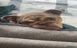 English Bulldog dogs for sale: English Bulldogs  - Image 18