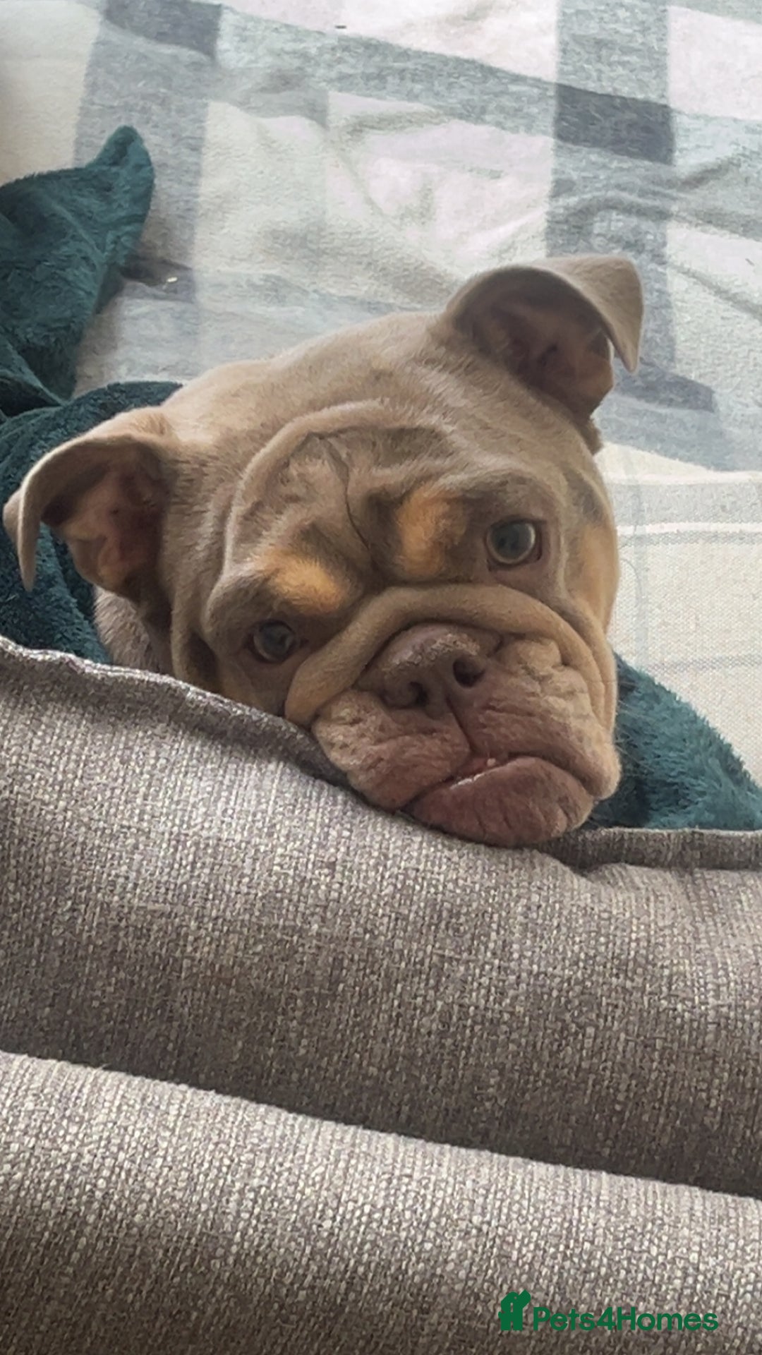 English Bulldog dogs for sale: English Bulldogs  - Image 18