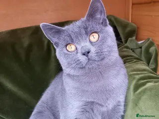British Shorthair cats Quality registered GCCF kittens - Advert 1