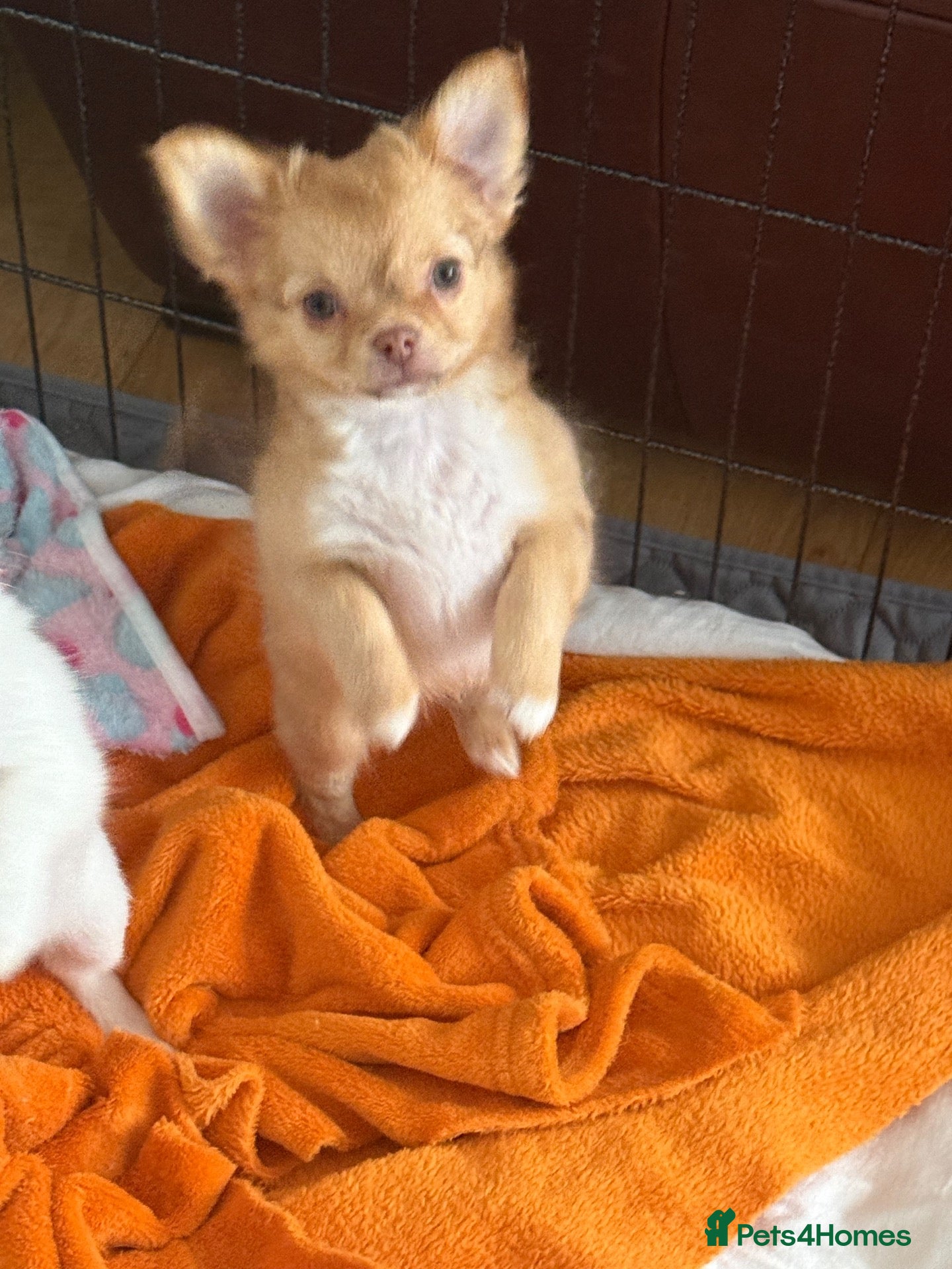 Chihuahua dogs Chihuahua puppies 🐶  - Advert 2