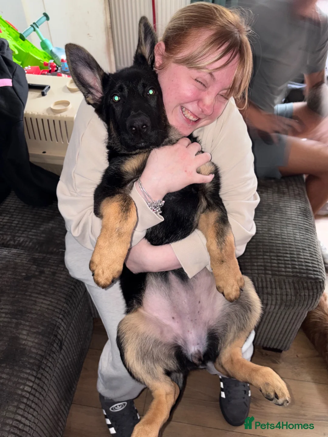 German Shepherd dogs for sale: German shepherd female - Advert 2