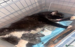 Maine Coon cats for sale: Last little girl left - Ready Now - Image 9