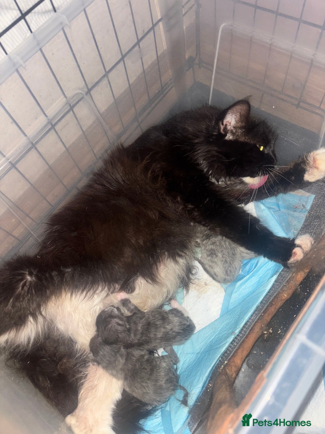 Maine Coon cats for sale: Last little girl left - Ready Now - Image 9