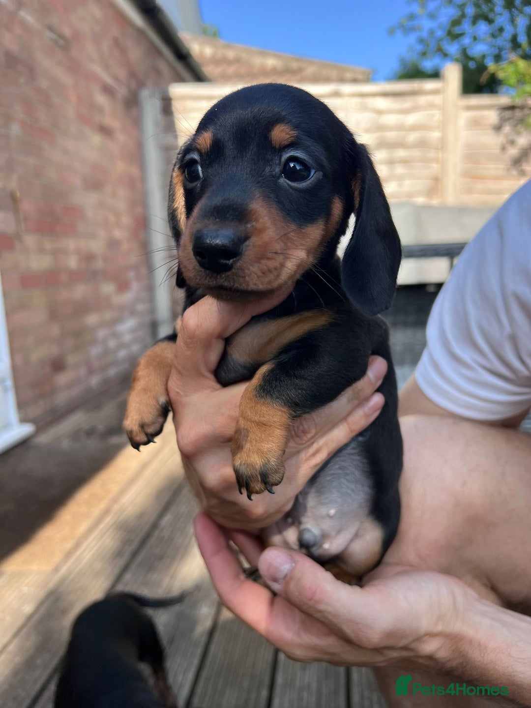 Dachshund dogs for sale: KC Reg Mini Smooth Pups (just two left) Black&Tan - Image 2