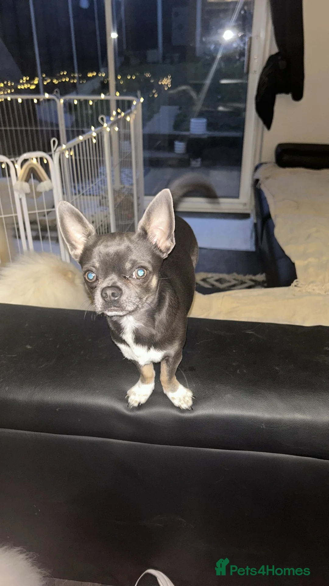 Chihuahua dogs for stud: Stud only. Full pedigree lilac chihuahua £300 - Advert 2