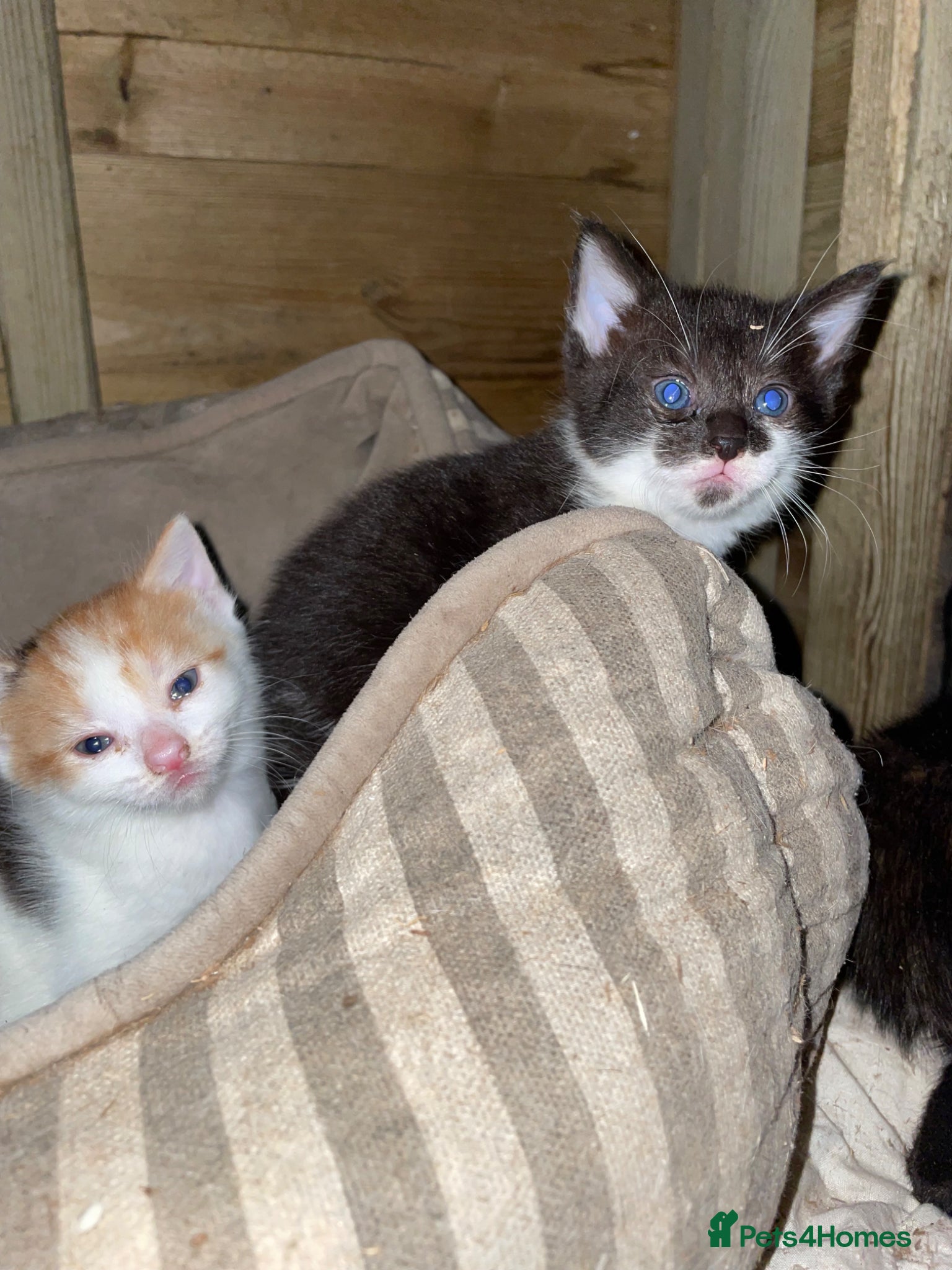 British Shorthair cats for sale: Gorgeous boys and girl kittens  - Advert 5
