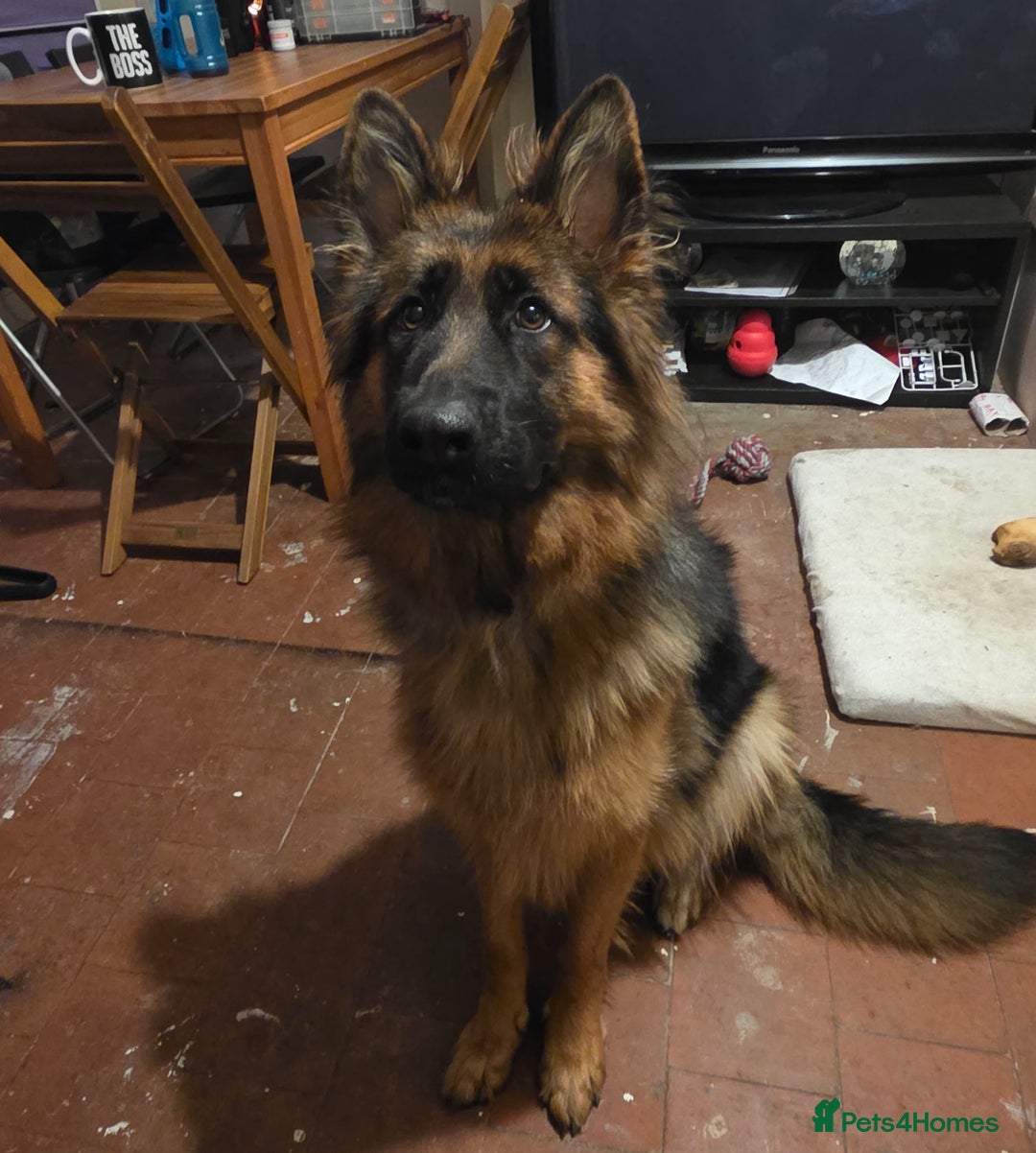 German Shepherd dogs for sale: Beautiful German shepherd called narla  - Image 2