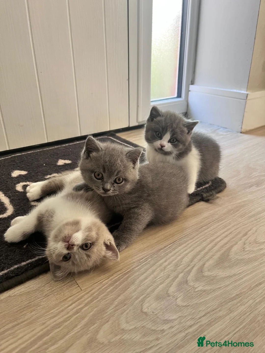 British Shorthair cats for sale: Lovely British Shorthair Kittens in Rugby - Advert 1