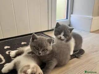 British Shorthair cats Lovely British Shorthair Kittens - Advert 2