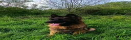 German Shepherd dogs for sale: KC Registered German Shepherd Puppy in Hitchin - Advert 4