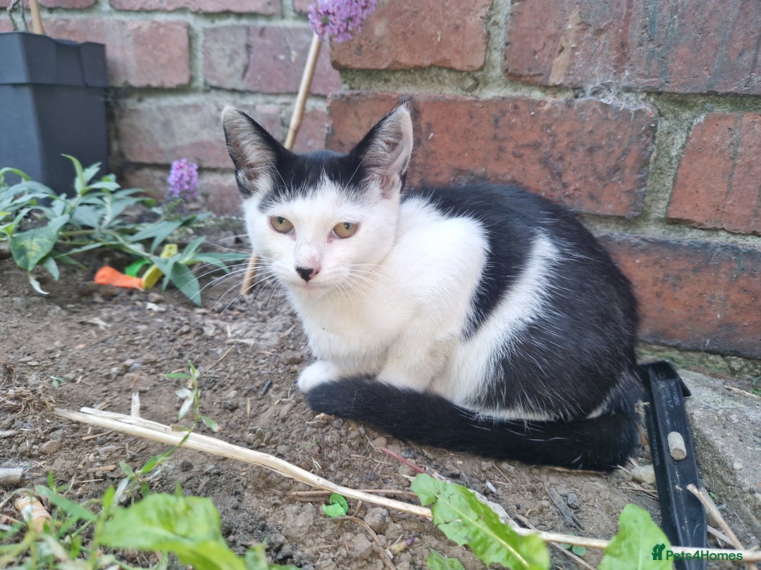 Domestic Shorthair cats for sale: 5 beautiful kittens looking for a good homes  - Image 4