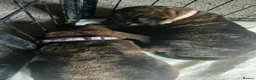 Mixed Breed dogs for sale: 3/4 bullmastiff 1/4 rottie in Ripley - Advert 6