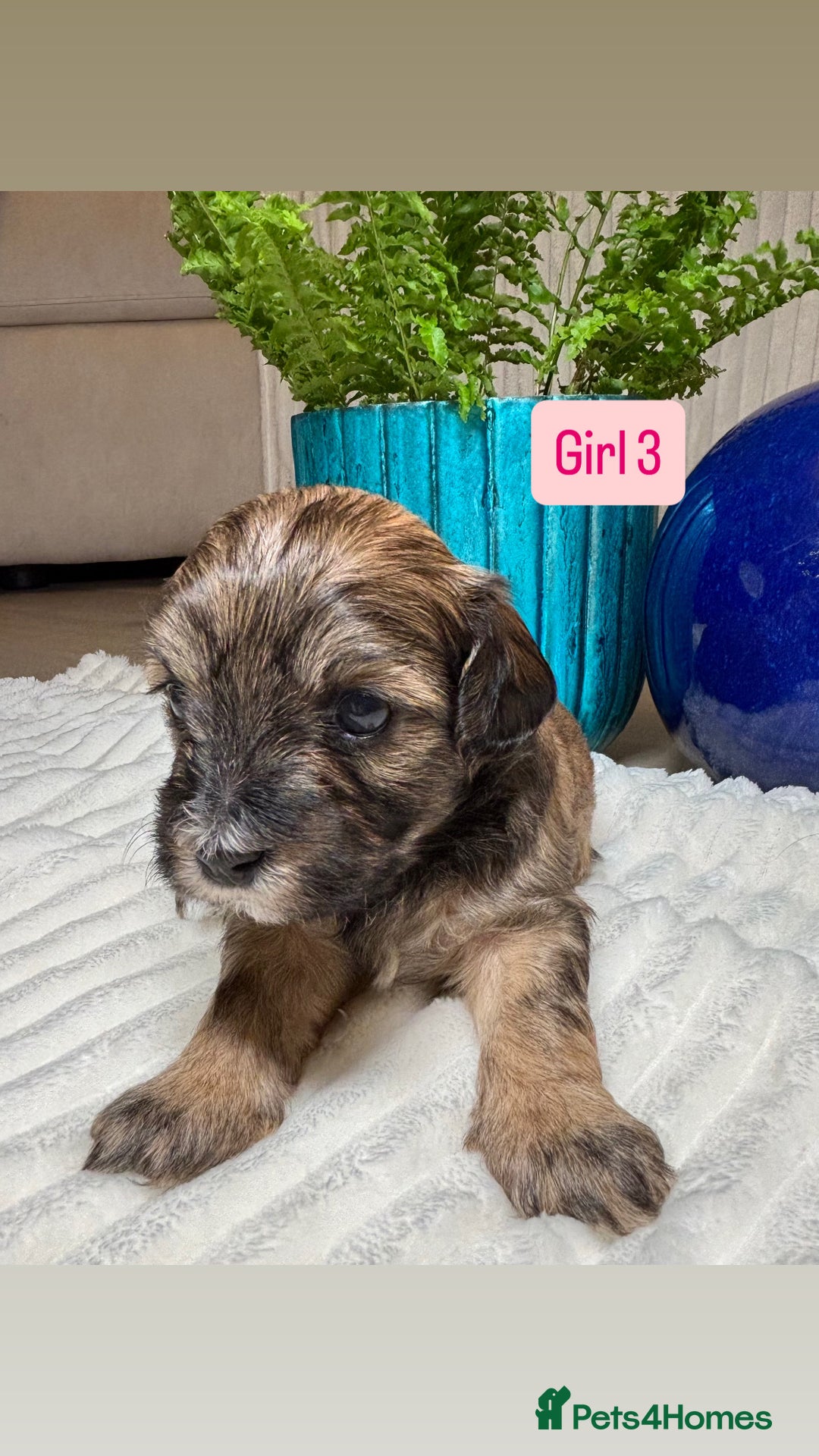 Havanese dogs for sale: 9 Beautiful Havanese Pedigree Puppies  - Advert 34