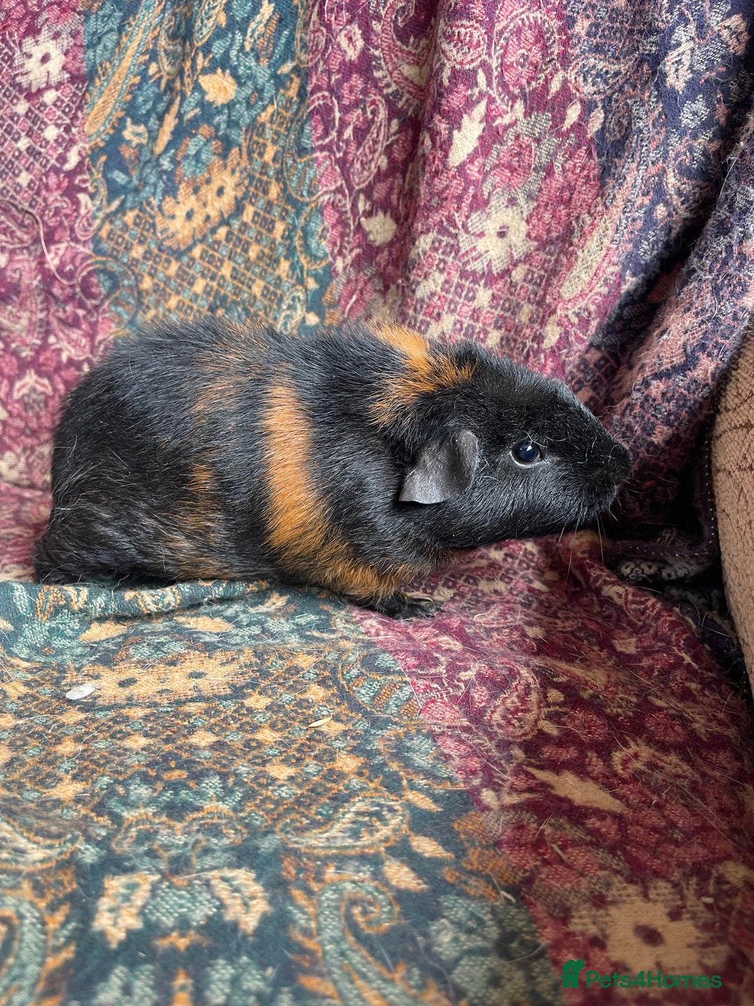 Guinea Pig rodents for sale: Lakeland guinea pigs  - Image 6