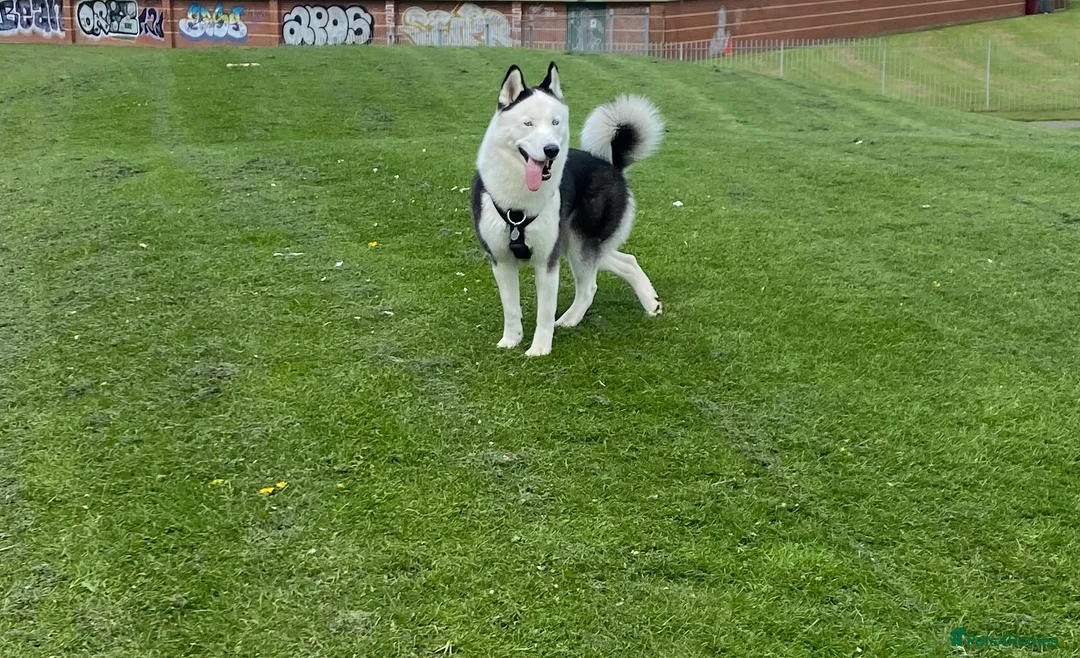 Siberian Husky dogs for stud: Stunning Blue eye Sibrian Husky for Stud (Proven) in Liverpool - Advert 15