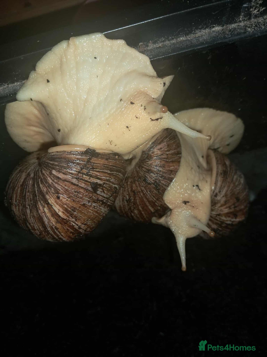 Snails invertebrates for sale: Large Albino Land Snails x3 Free - Image 8