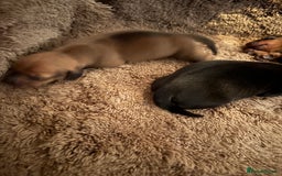 Miniature Dachshund dogs for sale: Miniature Dachshound puppies  - Image 7