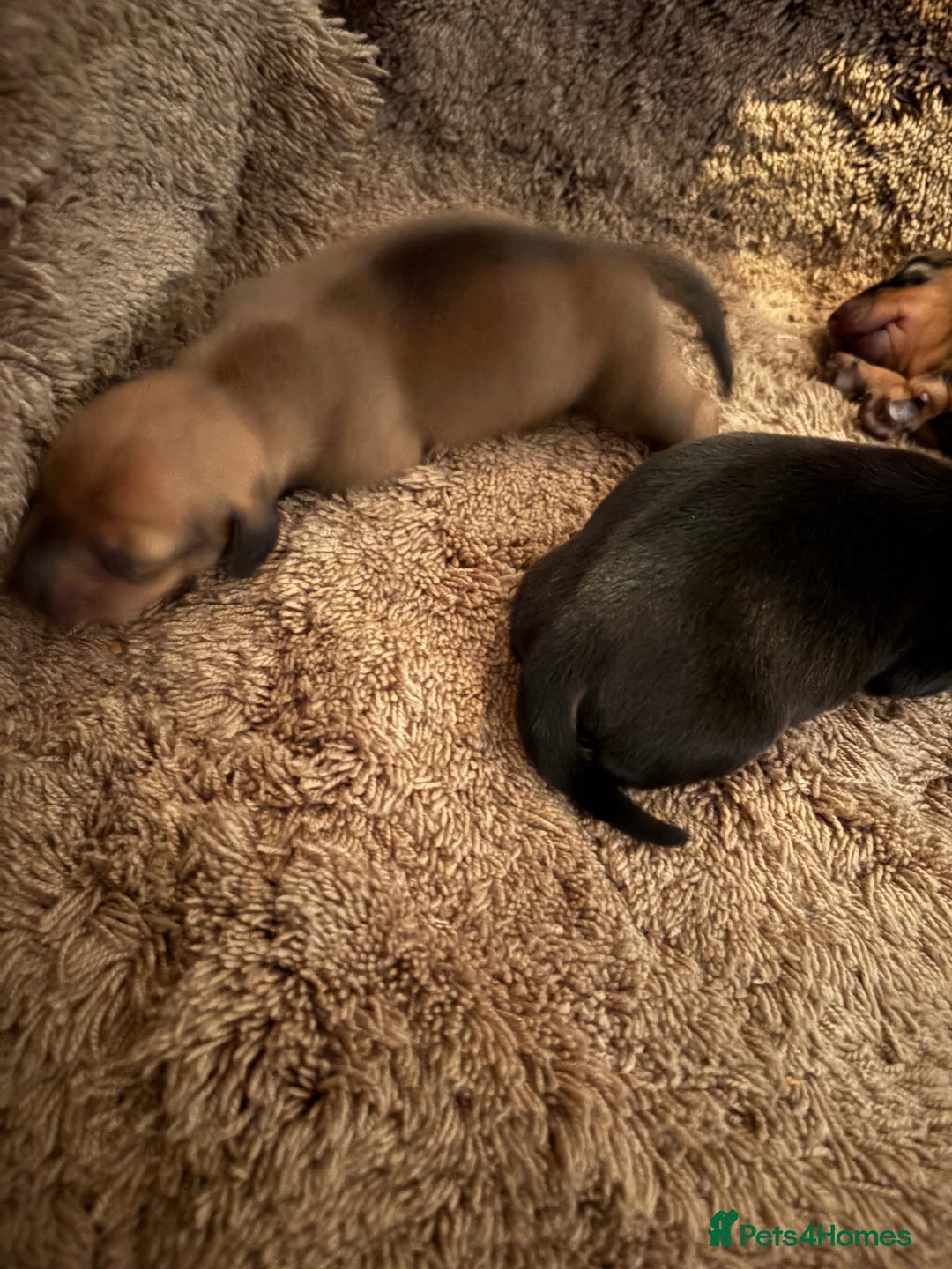 Miniature Dachshund dogs for sale: Miniature Dachshound puppies  - Image 7