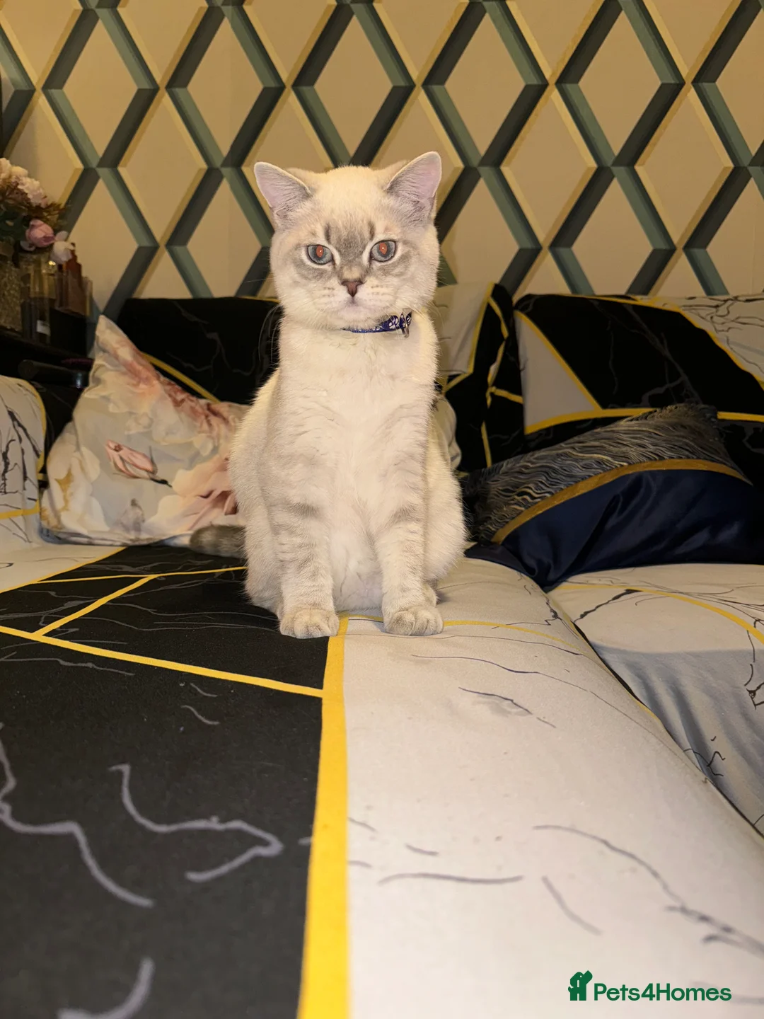 Scottish Fold cats for stud: Lovely Scottish Straight boy for stud in Milton Keynes - Advert 16