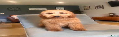 Mini Goldendoodle Puppy 7