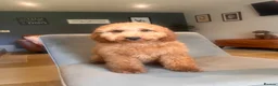 Mini Goldendoodle dogs for sale: Ready Now! Mini Irishdoodle health tested parents  - Advert 36