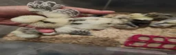 Chickens poultry for sale: USA silkie chicks/ hatching eggs CPQ quails - Advert 19