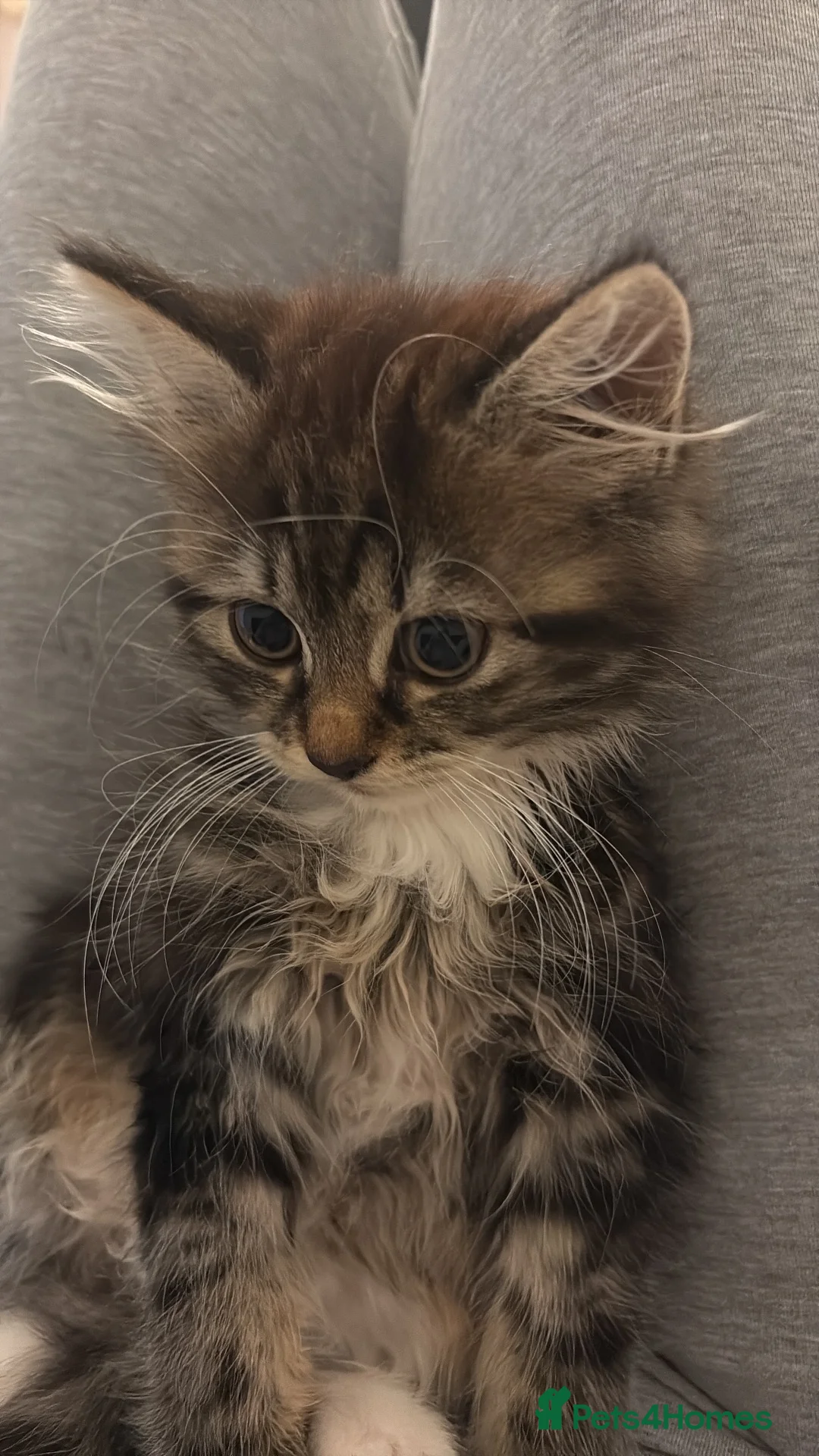 Mixed Breed cats for sale: 2x girl kittens  - Advert 2