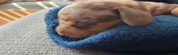 Miniature Dachshund dogs for sale: Beautiful miniature dachshund puppies  in Wednesbury - Advert 28