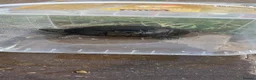 Tortoise reptiles for sale: Selling  Black Horsfield tortoise bonded pair .  - Advert 2