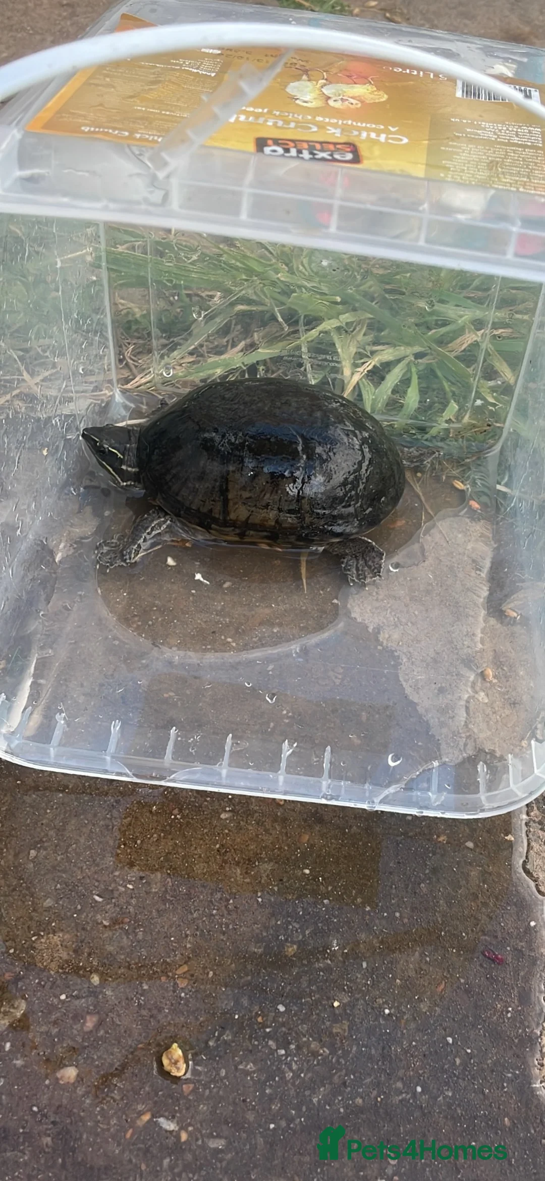 Tortoise reptiles for sale: Selling  Black Horsfield tortoise bonded pair .  - Advert 2