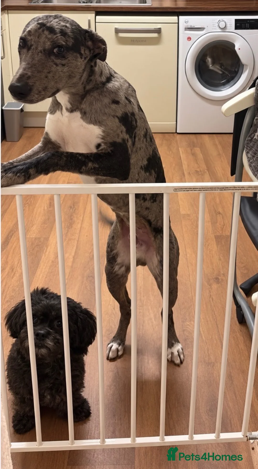 Lurcher dogs for sale: Dog for rehome - Advert 3