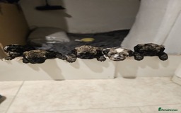 Cockapoo dogs for sale: F2 Cockapoo Puppies – Ready mid-late December - Image 11