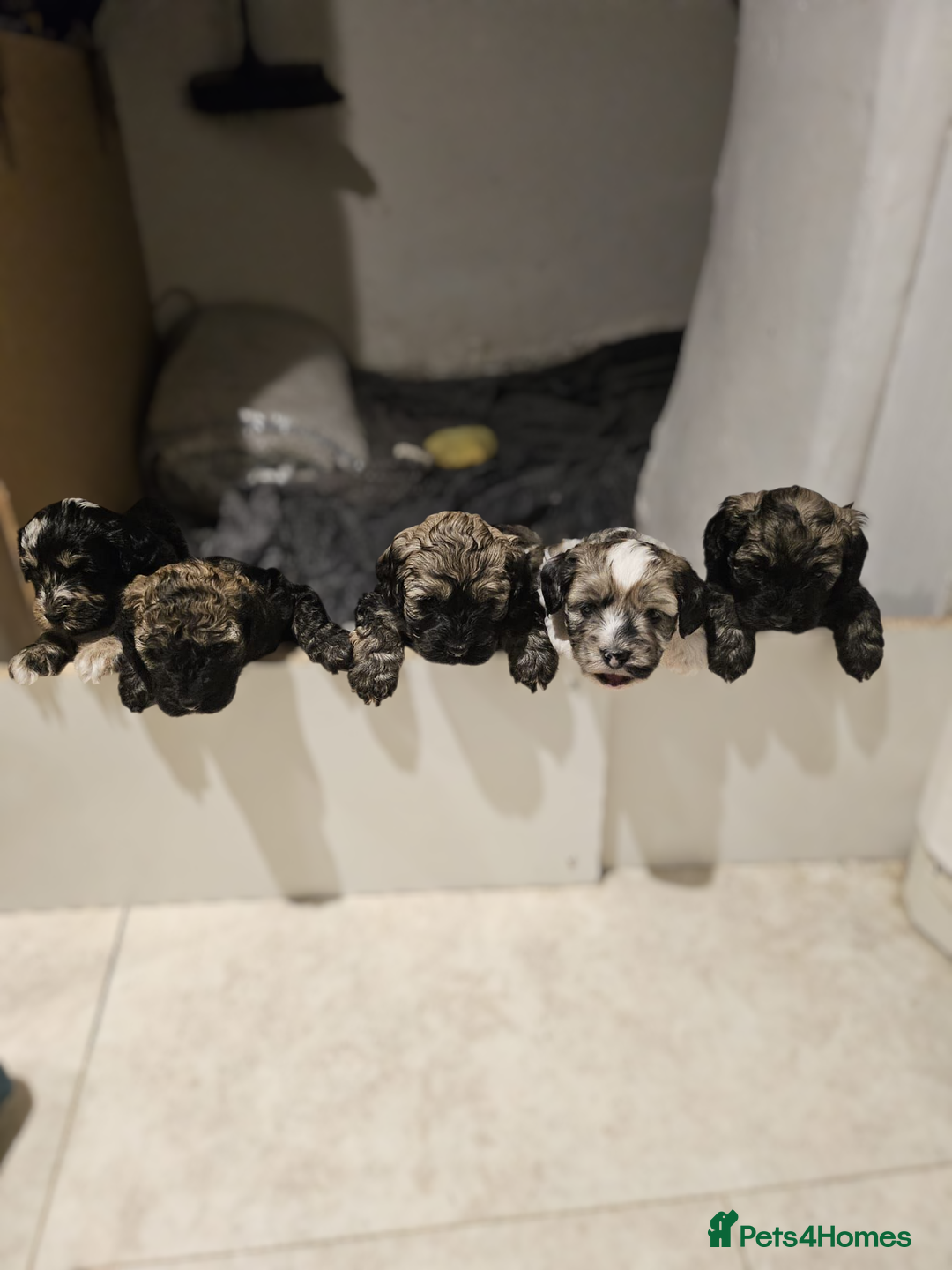 Cockapoo dogs for sale: F2 Cockapoo Puppies – Ready mid-late December - Image 11