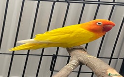 Lovebirds birds for sale: Breeding pair of love birds  - Image 4