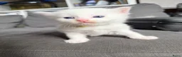 Turkish Angora cats for sale: Turkish Angora Kittens - Advert 5