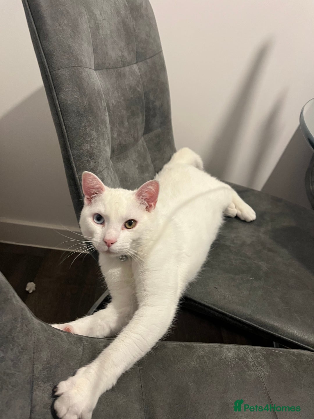 Domestic Shorthair cats for sale: White domestic short haired  - Image 2