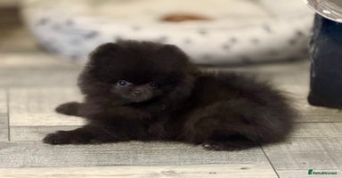 Pomeranian dogs - Advert 3