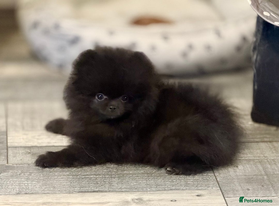 Pomeranian dogs for sale: TINY BLACK POMERANIAN PUPPIES ALERT - Image 4