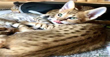 Savannah cats - Advert 4