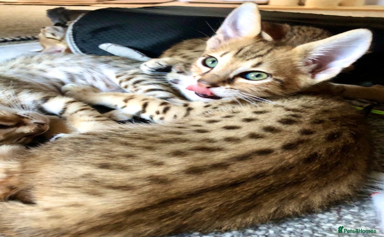 Savannah cats - Advert 3
