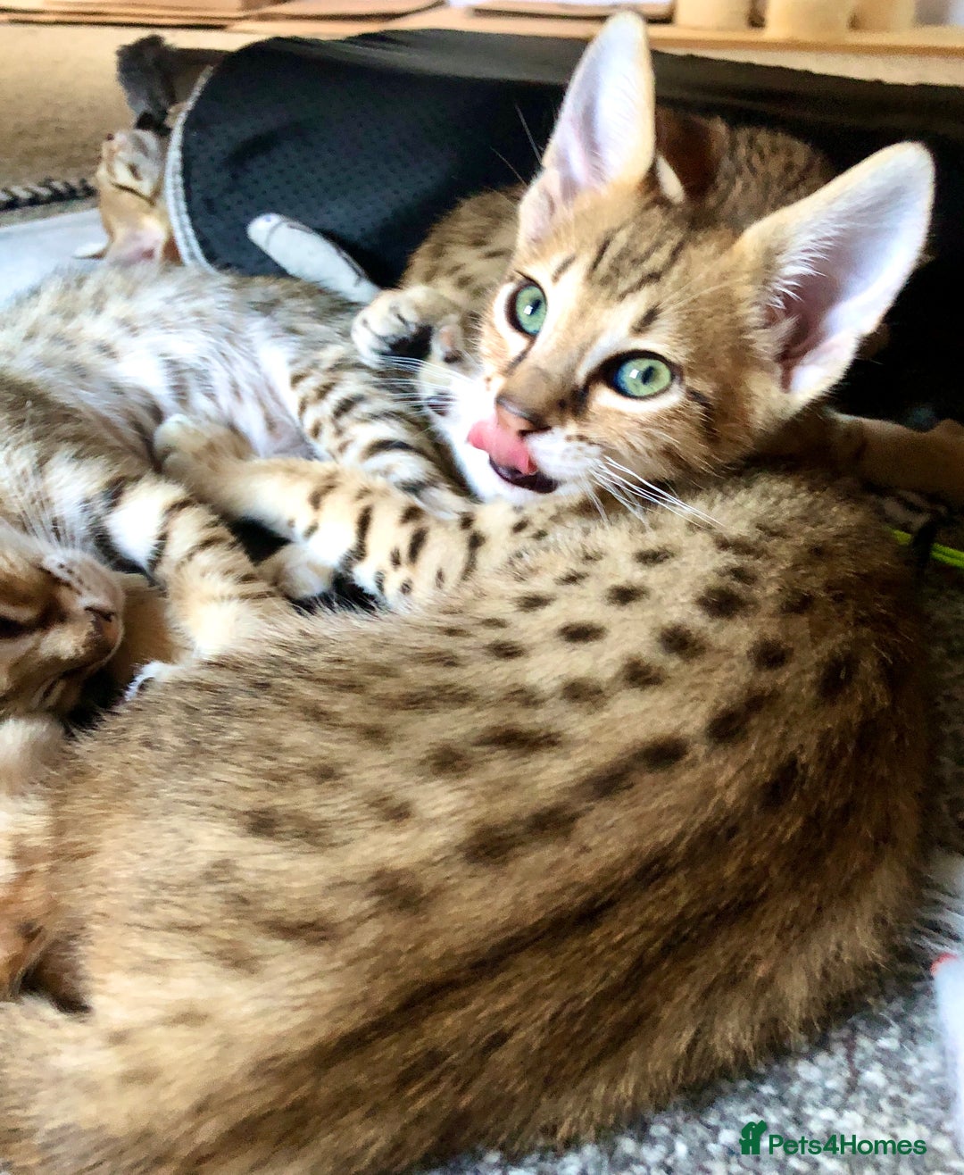 Savannah cats for sale: Beautiful full pedigree savannah kittens  - Image 11