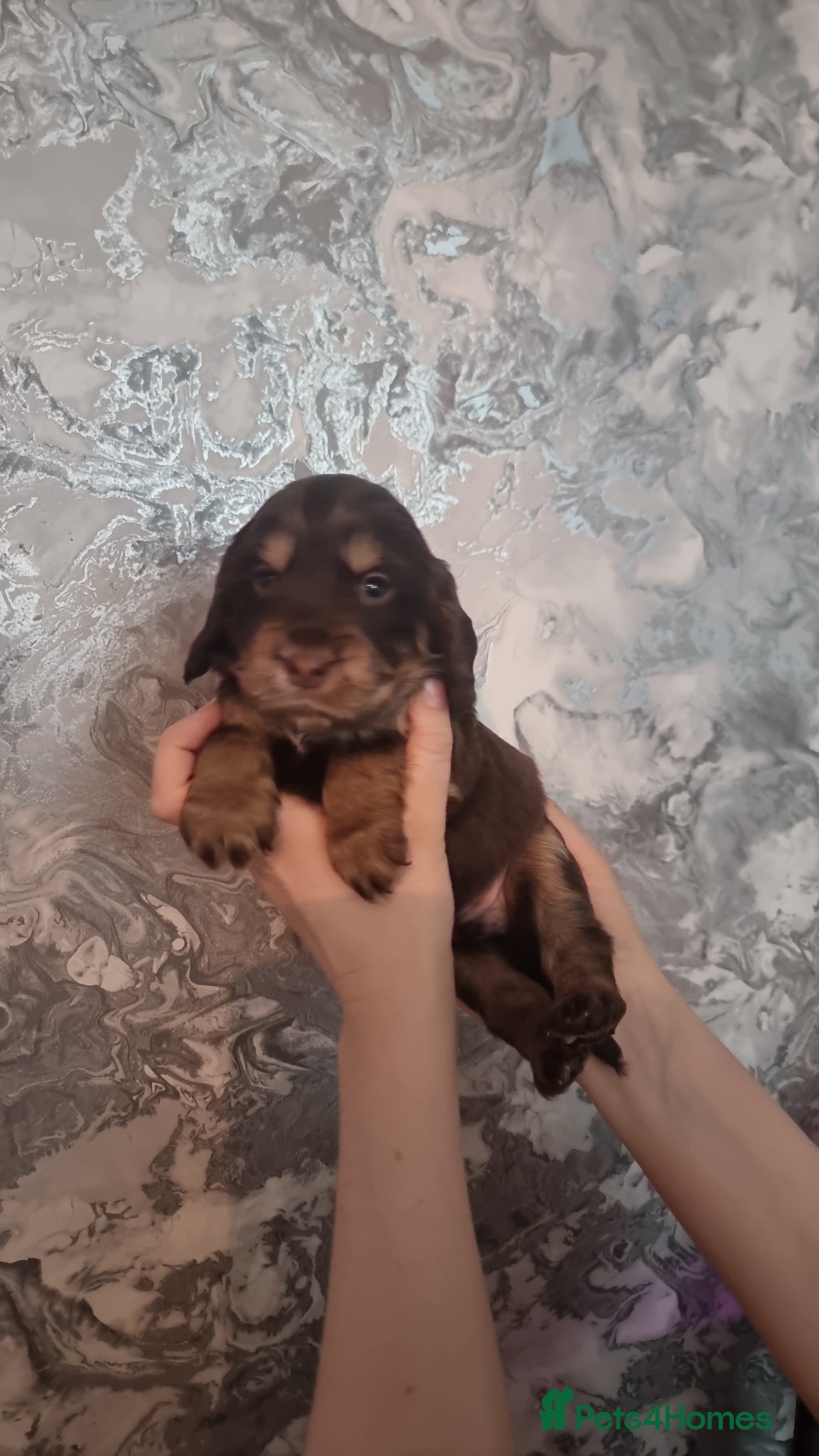 Cocker Spaniel dogs Cocker spaniels - Advert 1