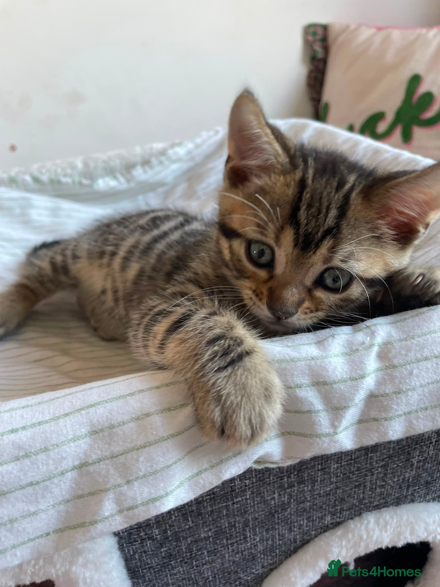 Mixed Breed cats Mixed breed kittens - Advert 3