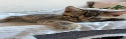 Mixed Breed cats for sale: Mixed breed kittens - Advert 1