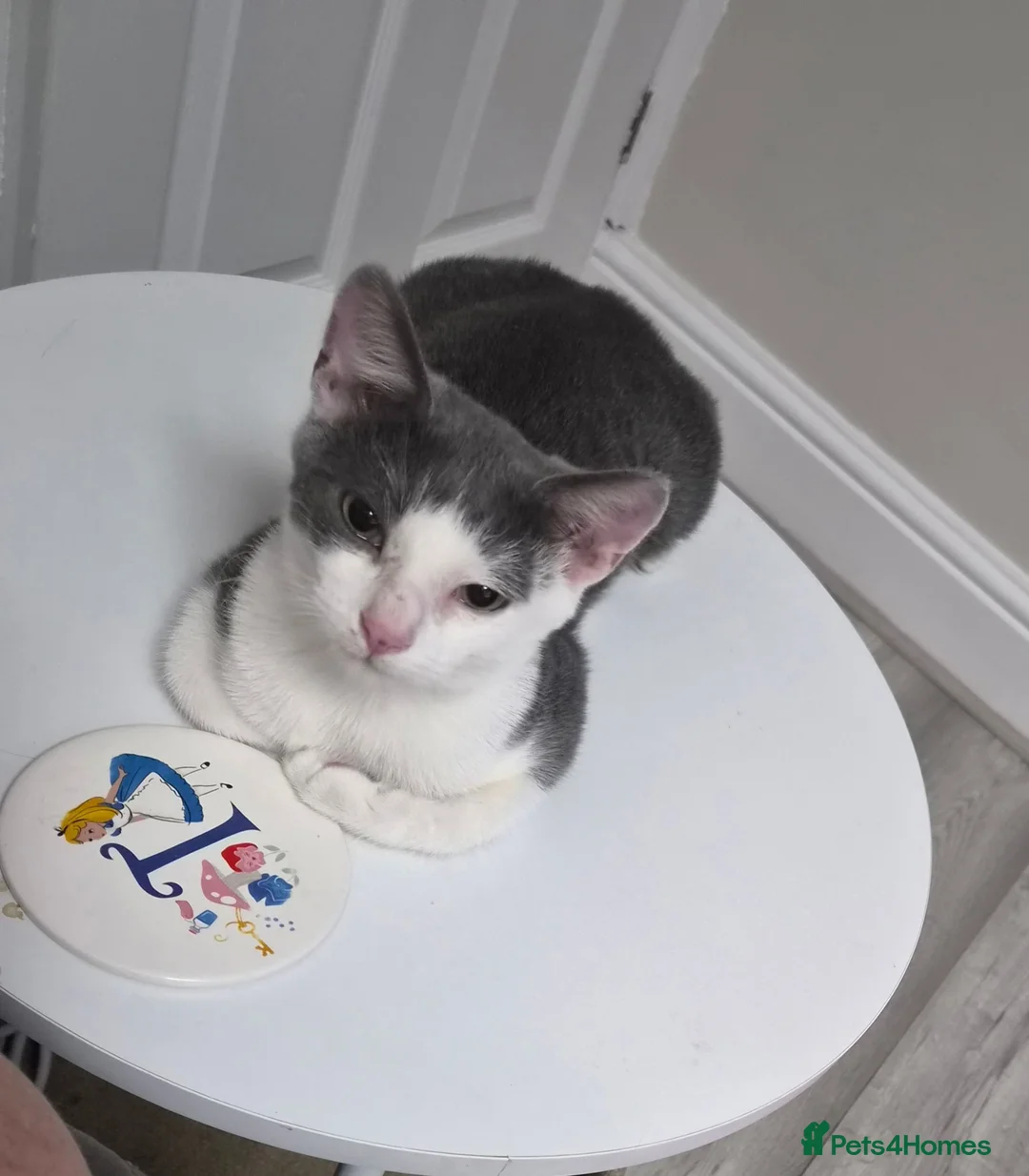 Mixed Breed cats for sale: 5 month old male grey and white kitten - Advert 3